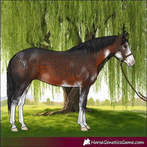 Horse Color:Brown Sabino 