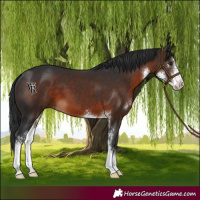 Horse Color:Brown Sabino