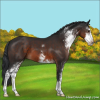Horse Color:Brown Sabino