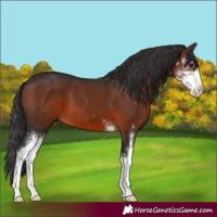 Horse Color:Brown Sabino