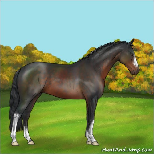Horse Color:Brown 