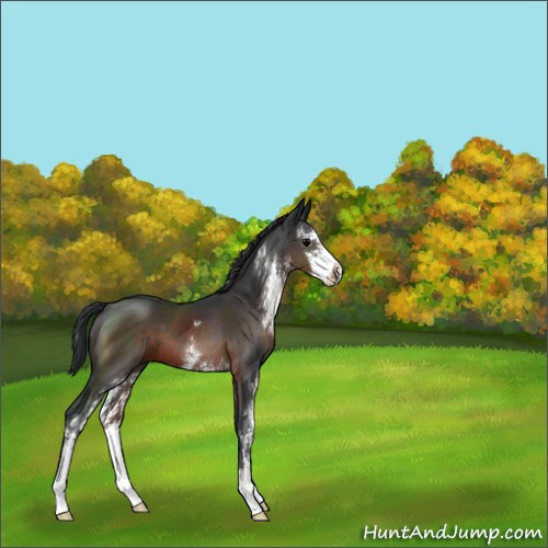 Horse Color:Brown Sabino 