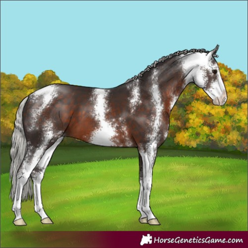 Horse Color:Silver Brown Sabino 