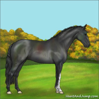Horse Color:Black 