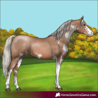 Horse Color:Silver Black Pearl Sabino
