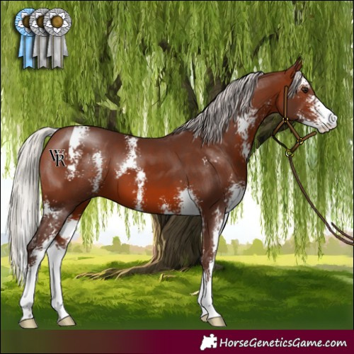 Horse Color:Silver Brown Sabino 