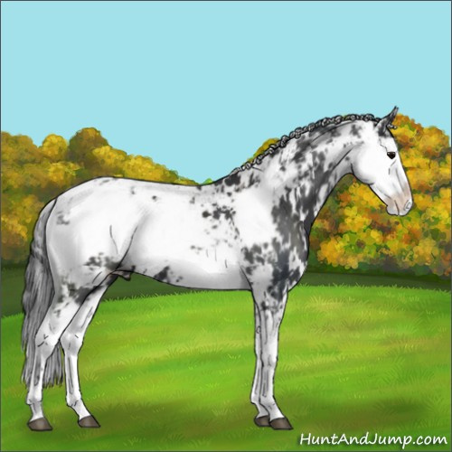 Horse Color:Black Sabino 
