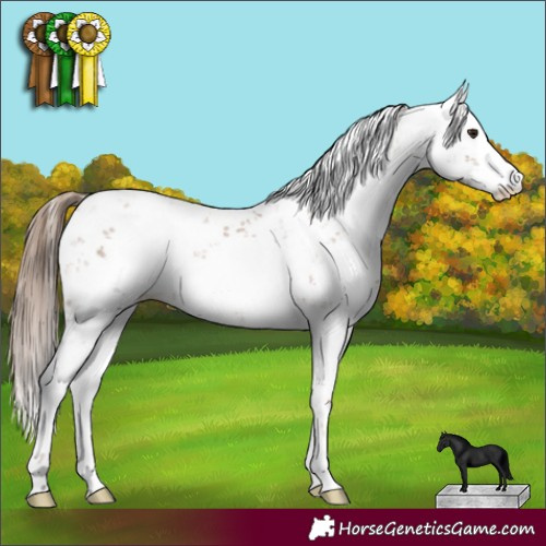 Horse Color:Black Pearl Sabino 