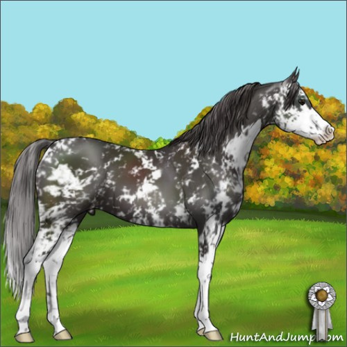 Horse Color:Smoky Black Sabino 