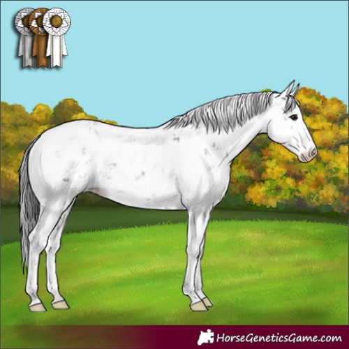 Horse Color:Black Sabino 