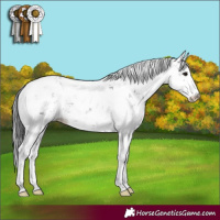 Horse Color:Black Sabino