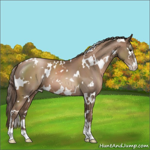 Horse Color:White Spotted Black Pearl Sabino 
