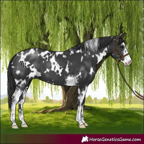 Horse Color:White Spotted Black Sabino 