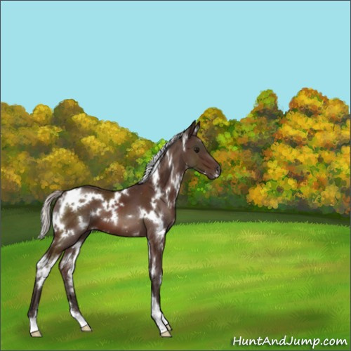 Horse Color:White Spotted Silver Brown 