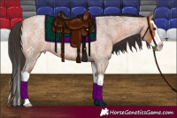 Horse Color:Bay Roan Splash Rabicano