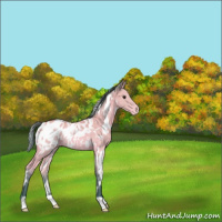 Horse Color:Watercolor White Spotted Buckskin Appaloosa Rabicano