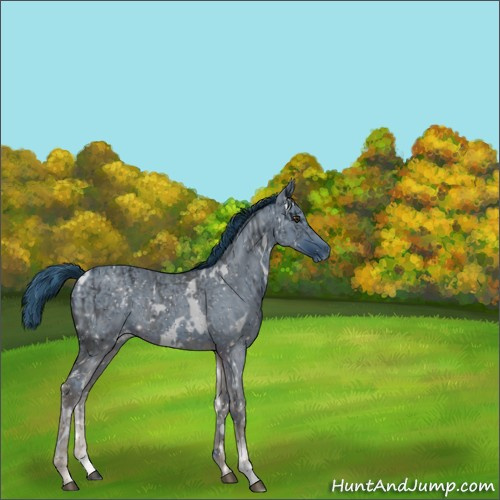 Horse Color:ERROR: UNKNOWN ANOMALY