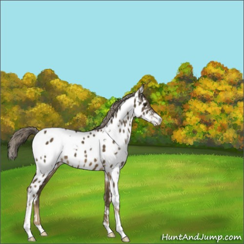 Horse Color:White Spotted Chocolate Palomino Sabino Appaloosa 