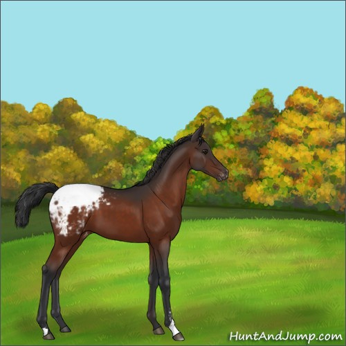 Horse Color:Brown Sabino Appaloosa 