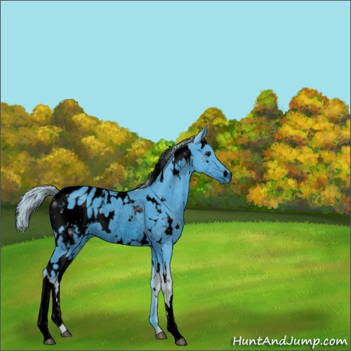 Horse Color:ERROR: UNKNOWN ANOMALY