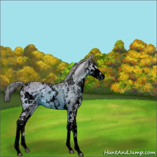 Horse Color:ERROR: UNKNOWN ANOMALY