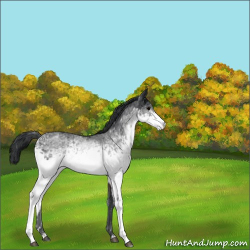 Horse Color:White Spotted Brown Sabino Rabicano 