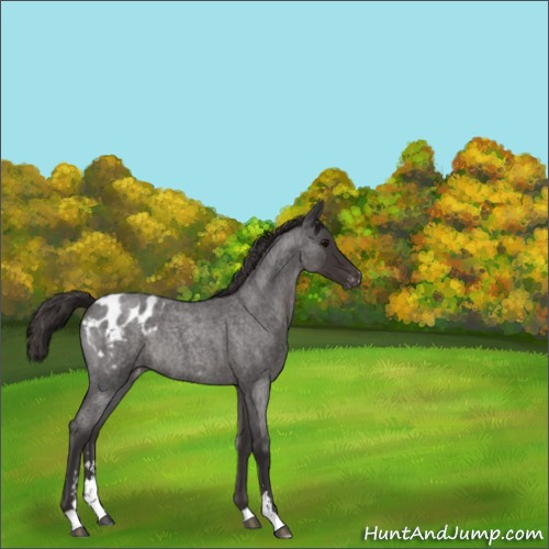 Horse Color:Smoky Blue Roan Sabino Appaloosa Rabicano 