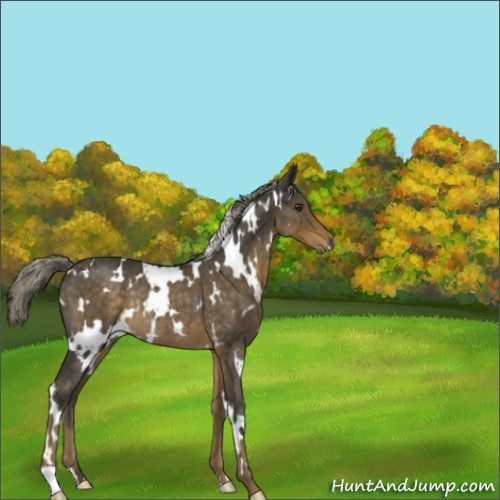 Horse Color:White Spotted Chocolate Palomino Roan Rabicano 
