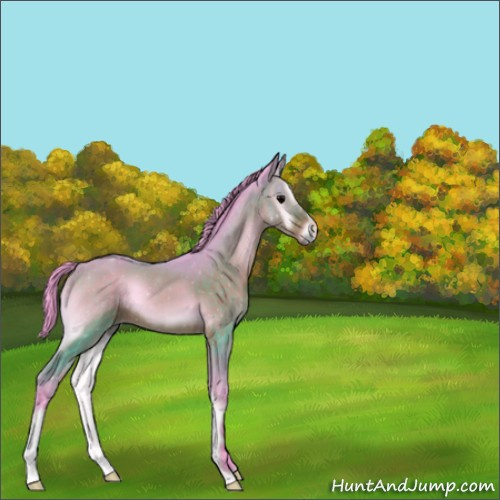 Horse Color:Watercolor Bay Onyx 