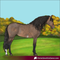 Horse Color:Brown Dun Sabino  and Brown Dun 