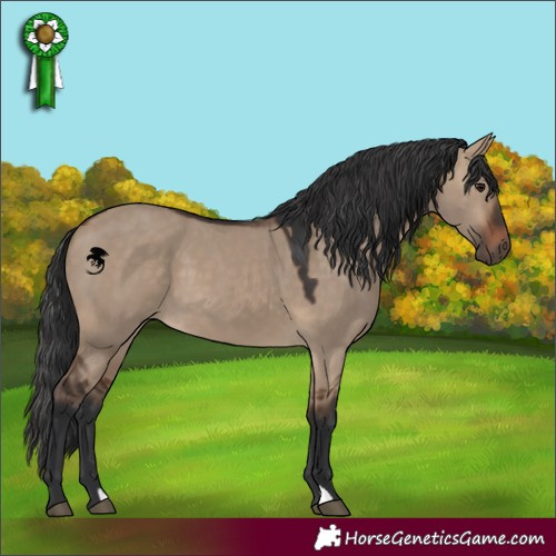 Horse Color:Brown Dun 