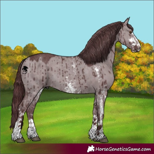 Horse Color:Chocolate Grullo Chinchilla Sabino Brindle 