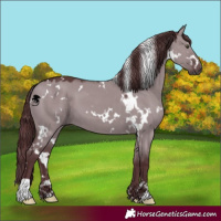 Horse Color:White Spotted Chocolate Grullo Chinchilla 