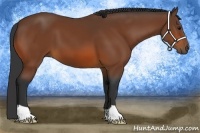 Horse Color:Bay 