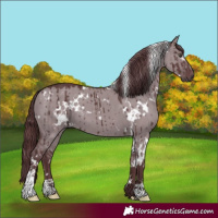 Horse Color:White Spotted Chocolate Grullo Chinchilla Brindle 
