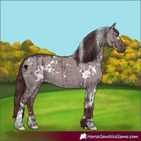 Horse Color:White Spotted Chocolate Grullo Chinchilla Brindle 