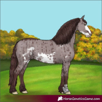 Horse Color:Chocolate Grullo Chinchilla Frame Brindle 