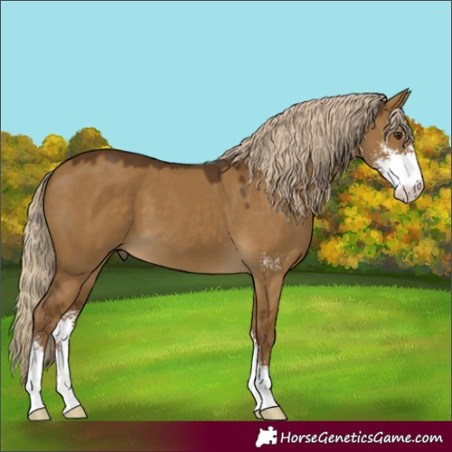 Horse Color:Chocolate Palomino Dun Sabino