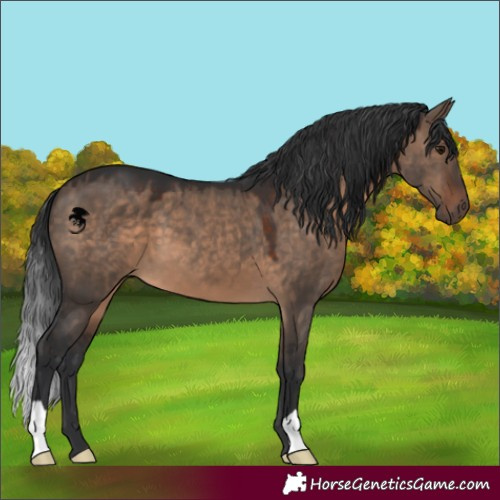 Horse Color:Brown Dun 