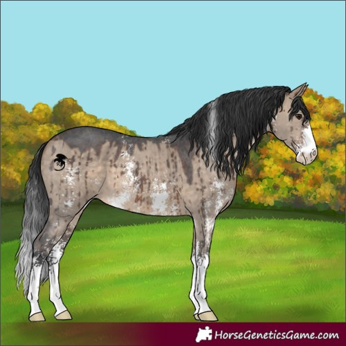 Horse Color:Brown Dun Sabino Brindle 
