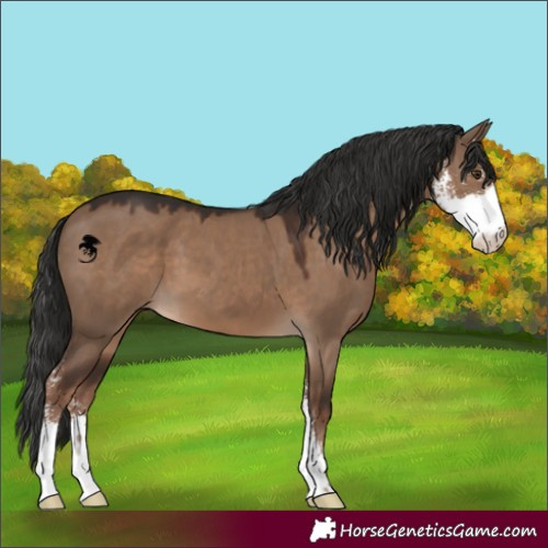 Horse Color:Liver Red Dun Sabino 
