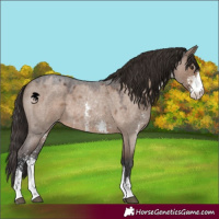 Horse Color:Liver Red Dun Roan Sabino 