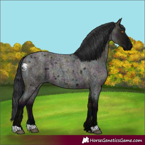 Horse Color:Midnight Grullo Roan 