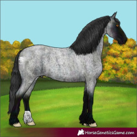 Horse Color:Midnight Blue Roan 