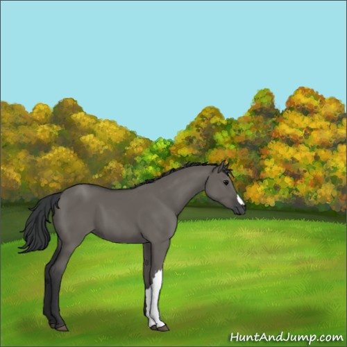 Horse Color:Grullo 