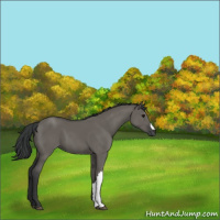 Horse Color:Grullo 