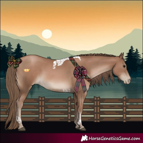 Horse Color:Black Pearl Tobiano Rabicano 