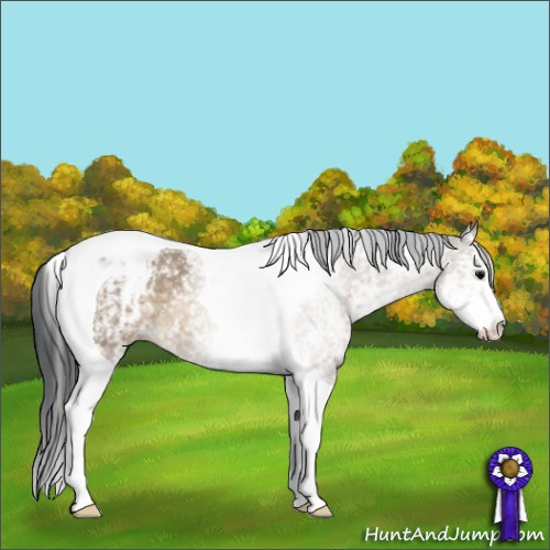 Horse Color:White Spotted Brown Dun Tobiano 