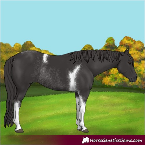 Horse Color:Smoky Black Tobiano Rabicano