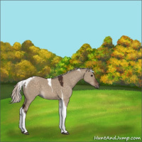 Horse Color:Silver Brown Dun Tobiano 